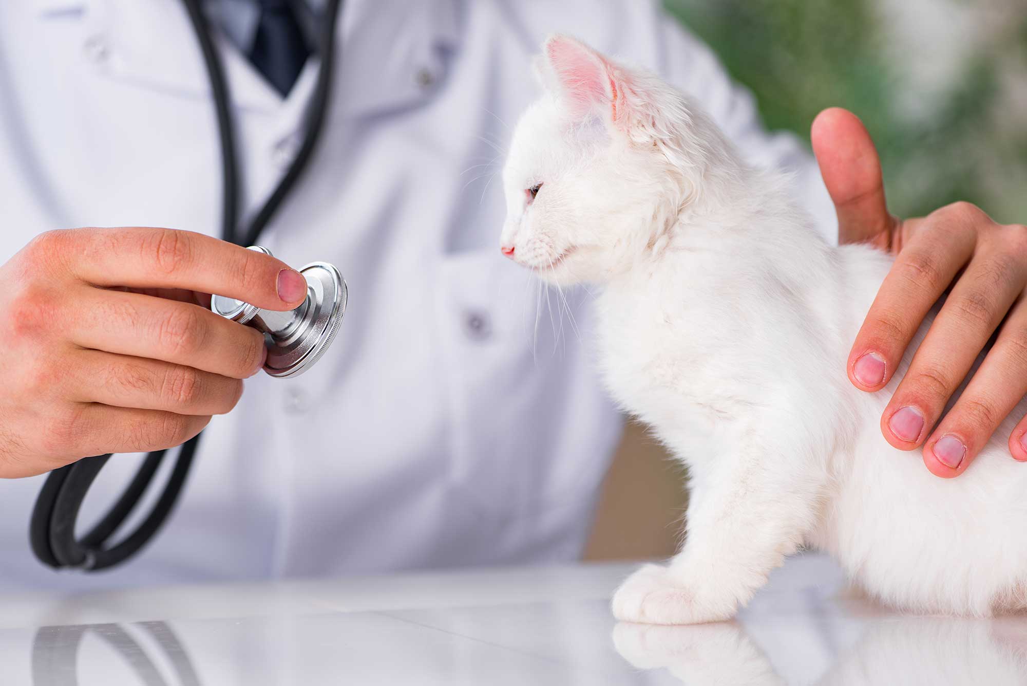 The importance of wellness exams for your cat Feline Medical Clinic