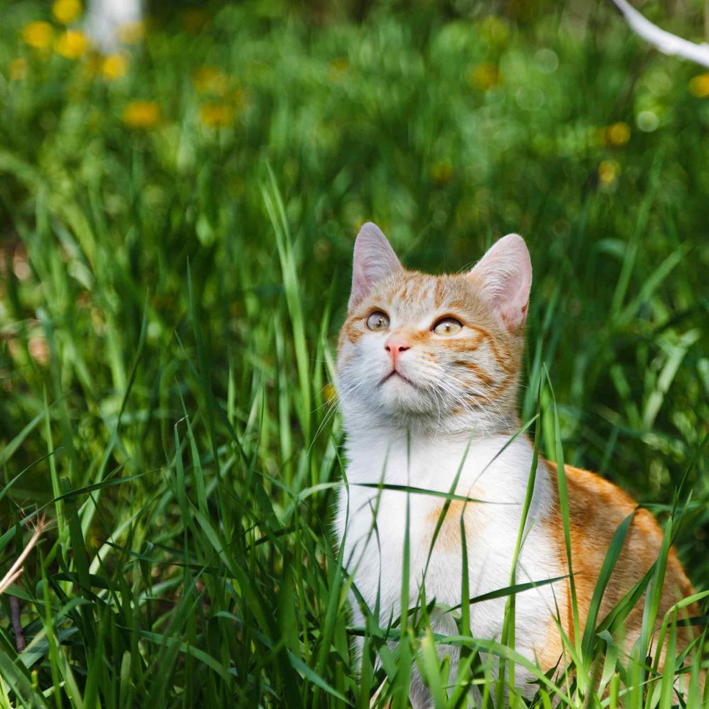 cat-grass