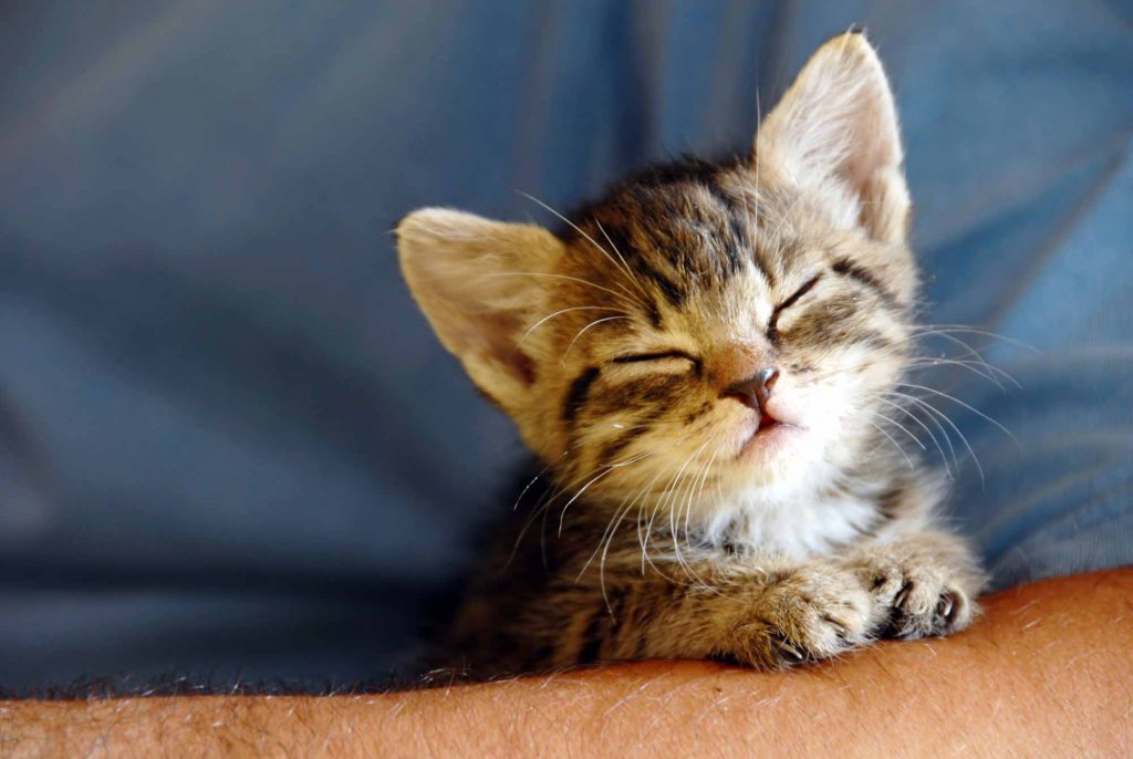 cat-kitten-relaxed