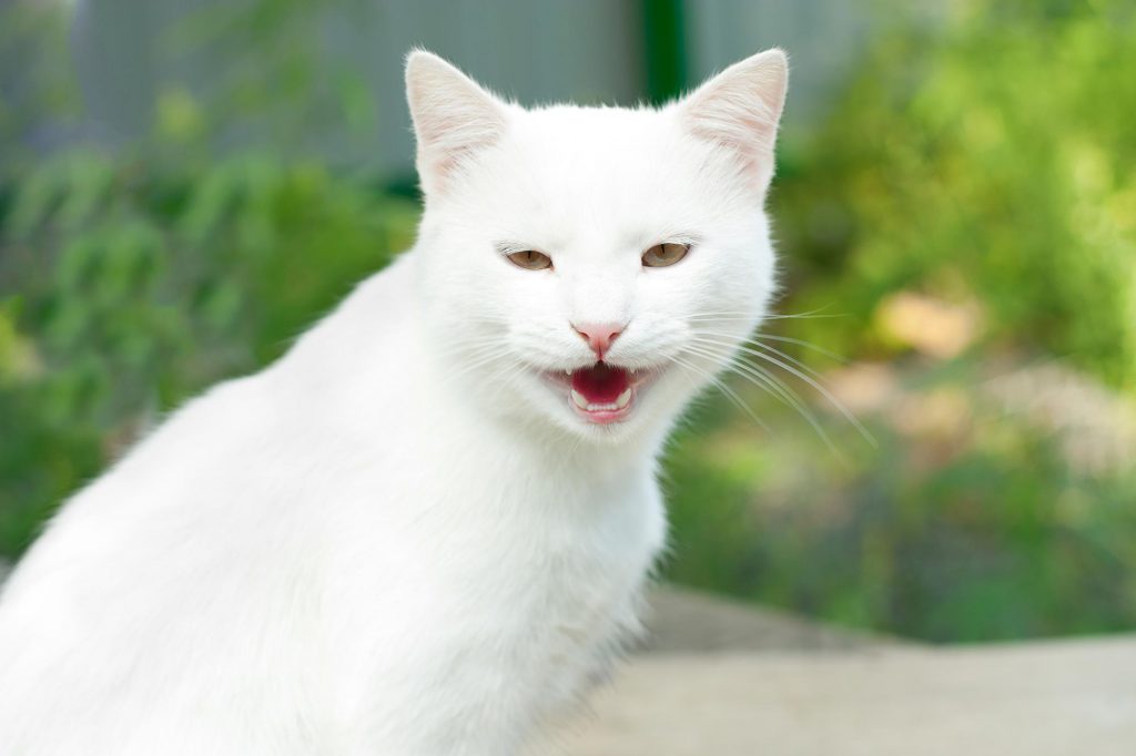 cat-white-teeth