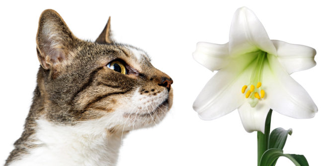 Why Easter Lilies And Cats Are A Dangerous Combination - Feline Medical Clinic