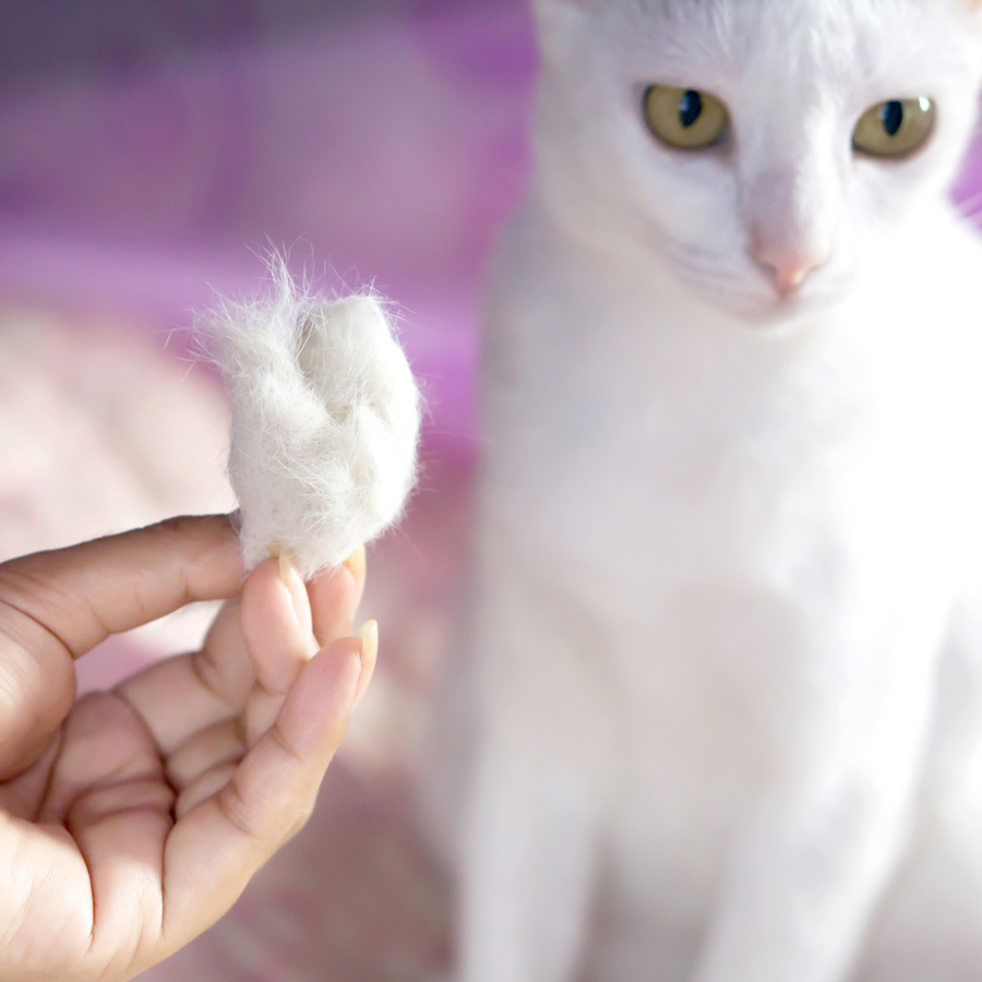Cat shedding: what's normal and what's not? - Feline Medical Clinic