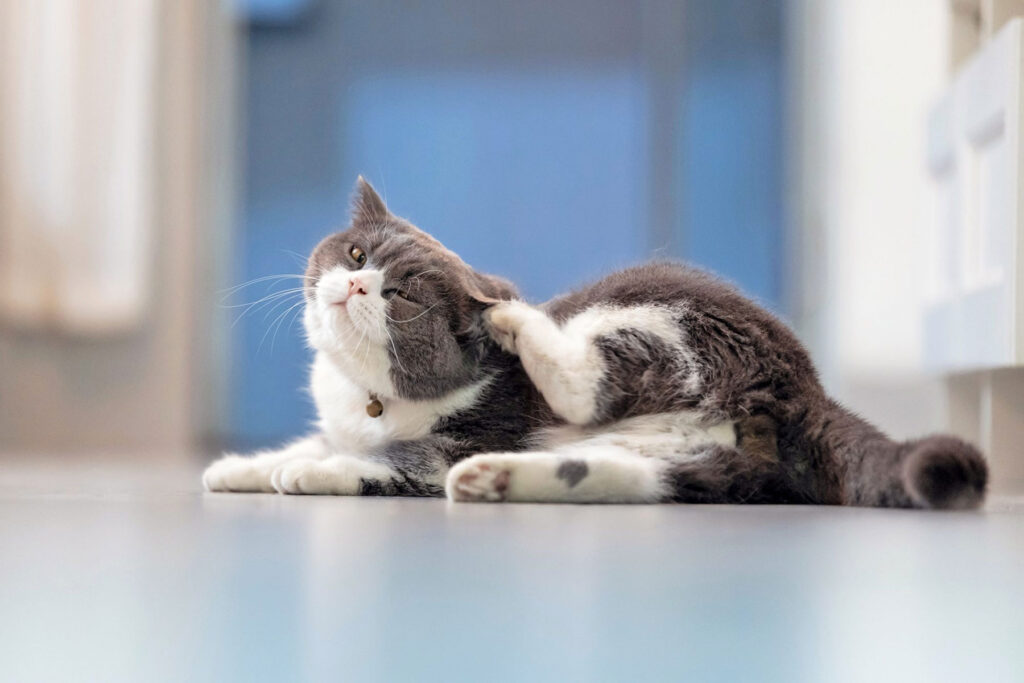 3 Common Causes of Itching in Cats