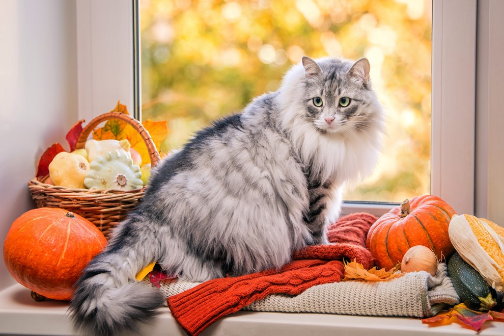 Furry Friendsgiving: A List of Foods You Can (and Can’t) Share with Your Cat