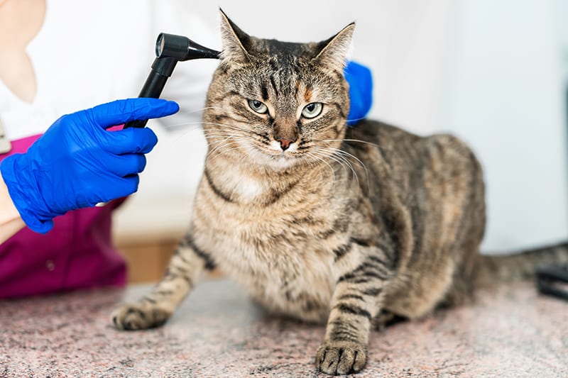6 Signs Your Cat Might Have an Ear Infection