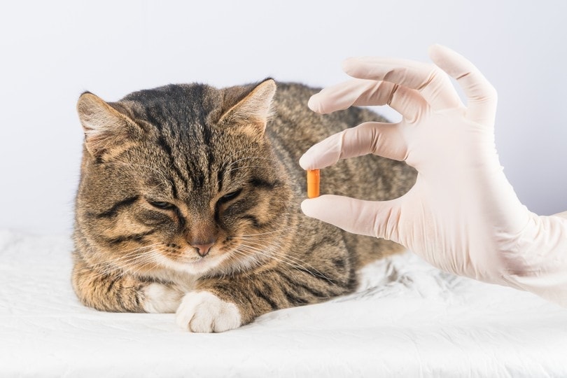 Deworming Your Cat: Everything You Need to Know