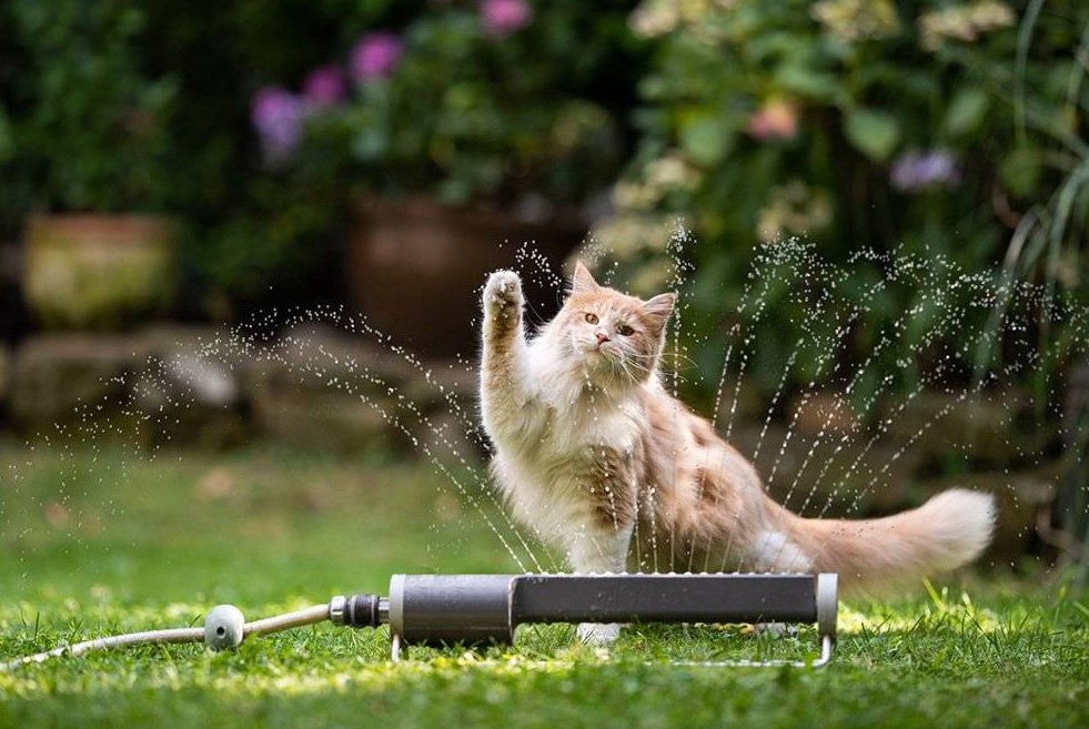 How to Keep Cats Cool on Hot Summer Days