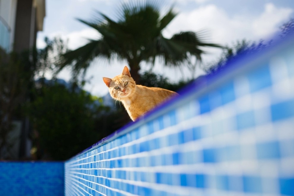 Pool Safety for Your Curious Cat this Summer