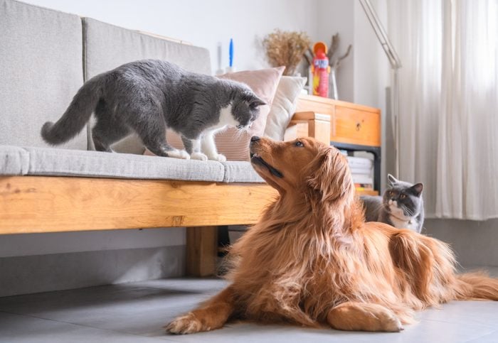 Sibling Rivalry? 4 Tips to Help Your Cats and Dogs Get Along
