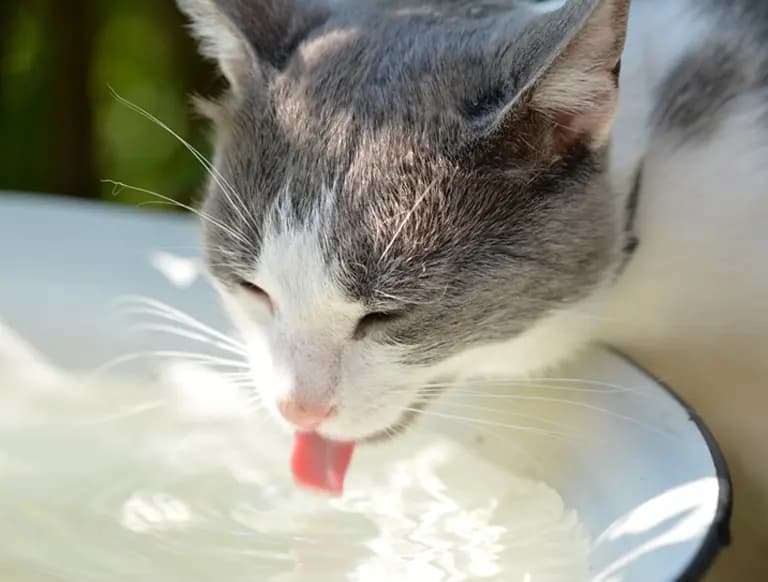 A Guide to Prevent Dehydration in Cats