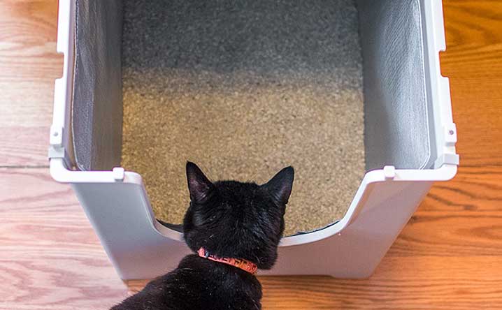 Keep Your Litter Box Fresh with These 6 Tips