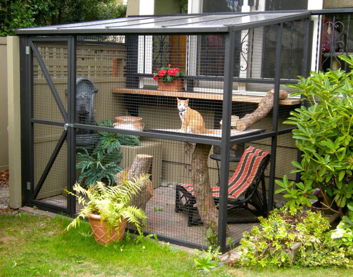 Catio: The Benefits of Outdoor Enclosures for Cats