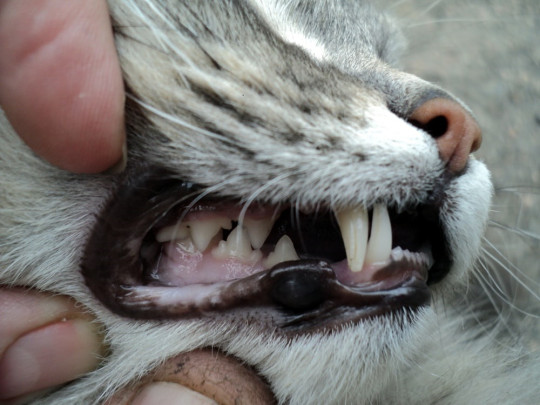 Should You Be Concerned About Your Cat Grinding Their Teeth?