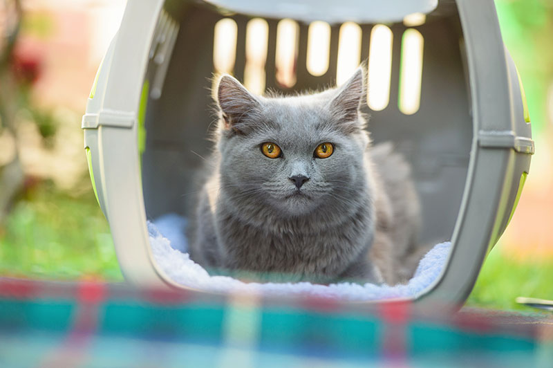Traveling With Cats: Tips for Keeping Your Feline Friend Safe and Comfortable on Your Journey