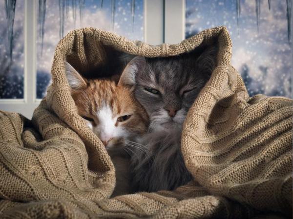 Winter Weather Skin and Coat Care for Cats