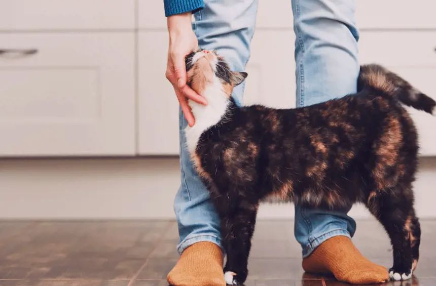 A Guide to Understanding Your Cat’s Body Language