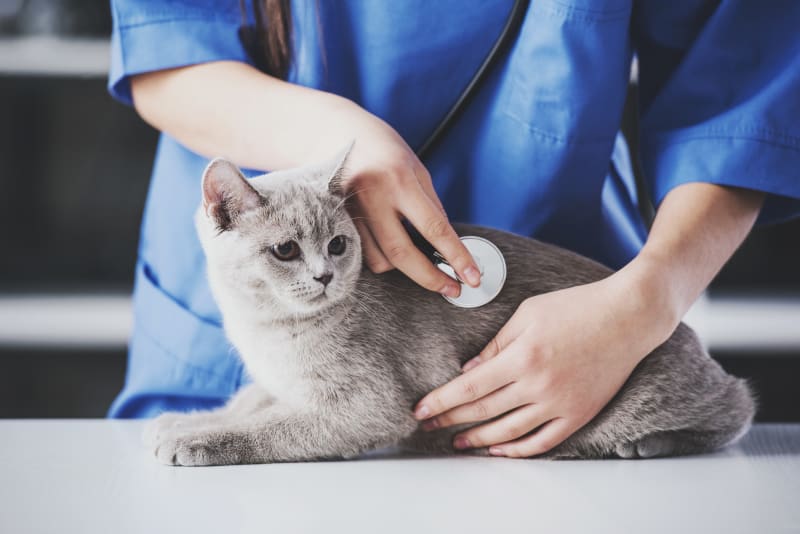 Pneumonia in Cats: Common Causes, Symptoms, and Treatment
