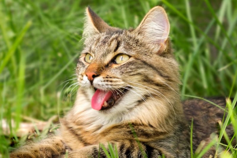 What to Do if Your Cat Is Having Trouble Breathing